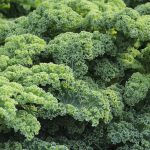 A vibrant close-up of fresh, green curly kale leaves, showcasing their texture and health benefits.