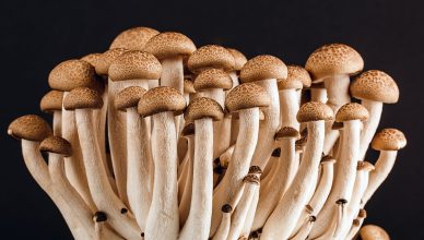 A cluster of fresh, organic mushrooms showcasing their natural texture against a dark background.